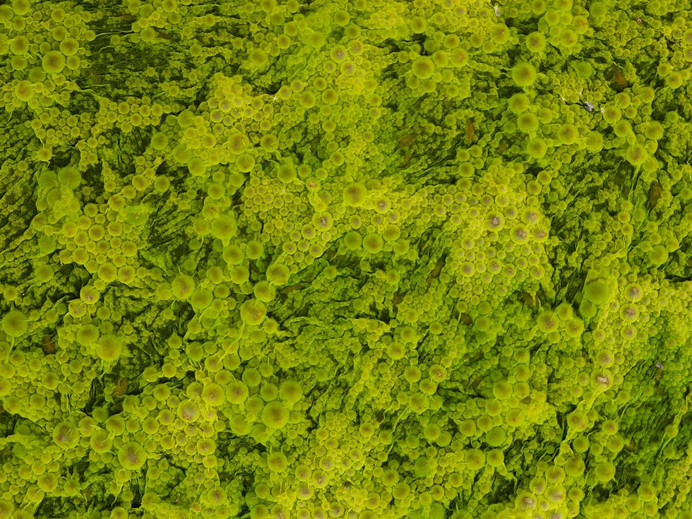 aquatic microbes