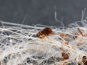 Diatomaceous Earth Over Flea Bombs for Flea Control