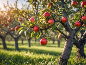 Diatomaceous Earth for Apple Trees