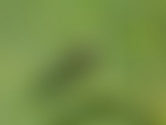 Diatomaceous Earth for the Emerald Ash Borer