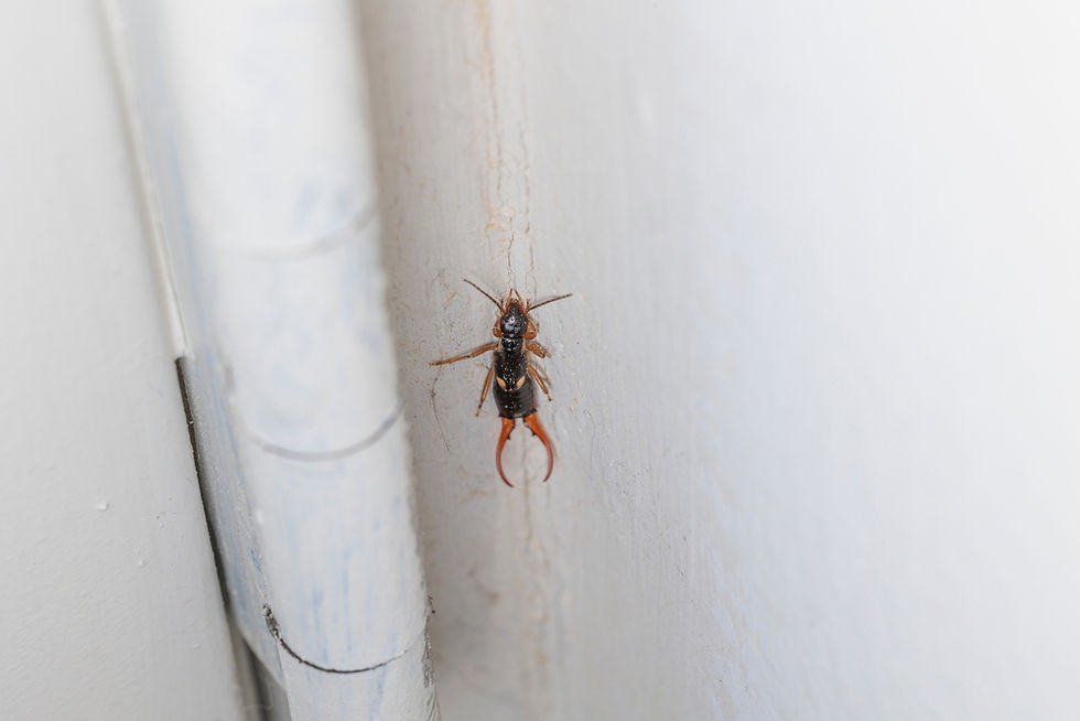 earwig on door