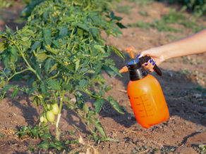 DIY Diatomaceous Earth Spray For Your Vegetable Garden