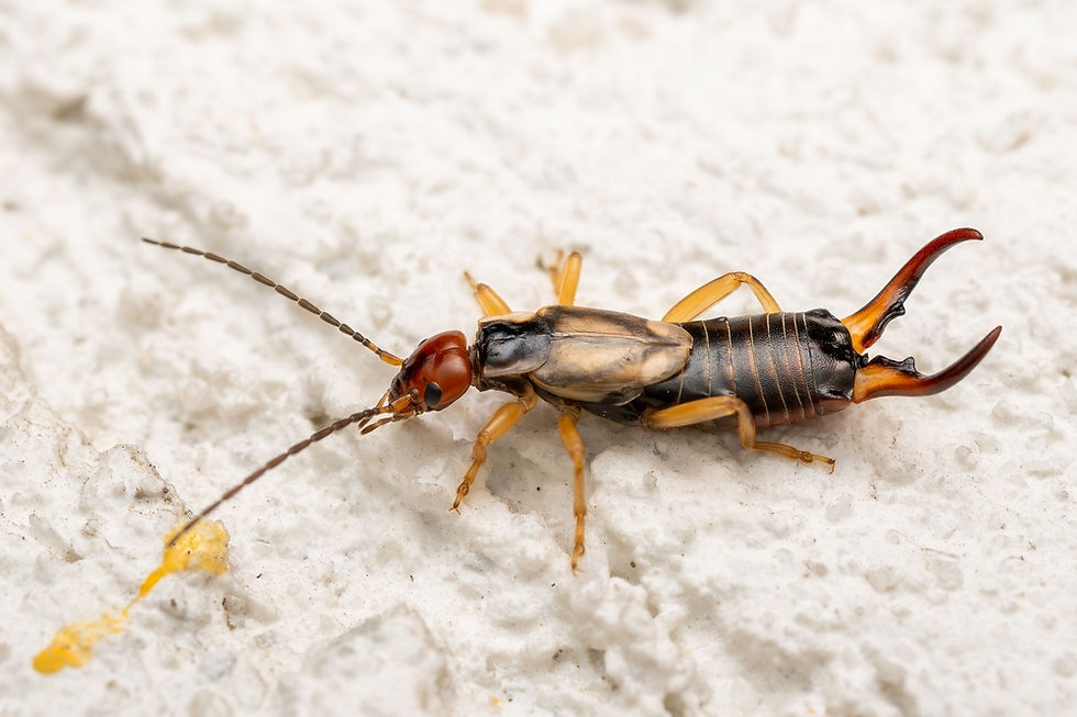 earwig