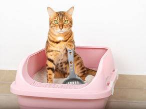 Diatomaceous Earth in Cat Litter