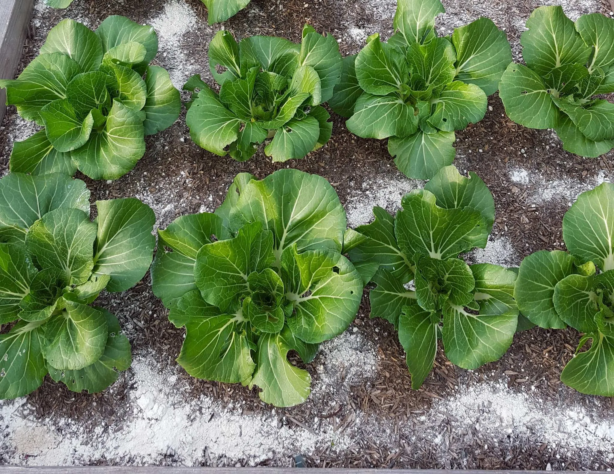 diatomaceous earth applied on garden bed
