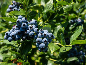 Diatomaceous Earth for Blueberry Bushes