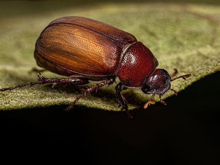 Diatomaceous Earth for June Bugs