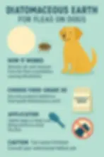info-graphic explaining diatomaceous earth for fleas on dogs