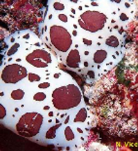 dorisdalmatienne.png