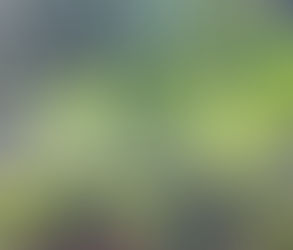 The plant that will come back to life