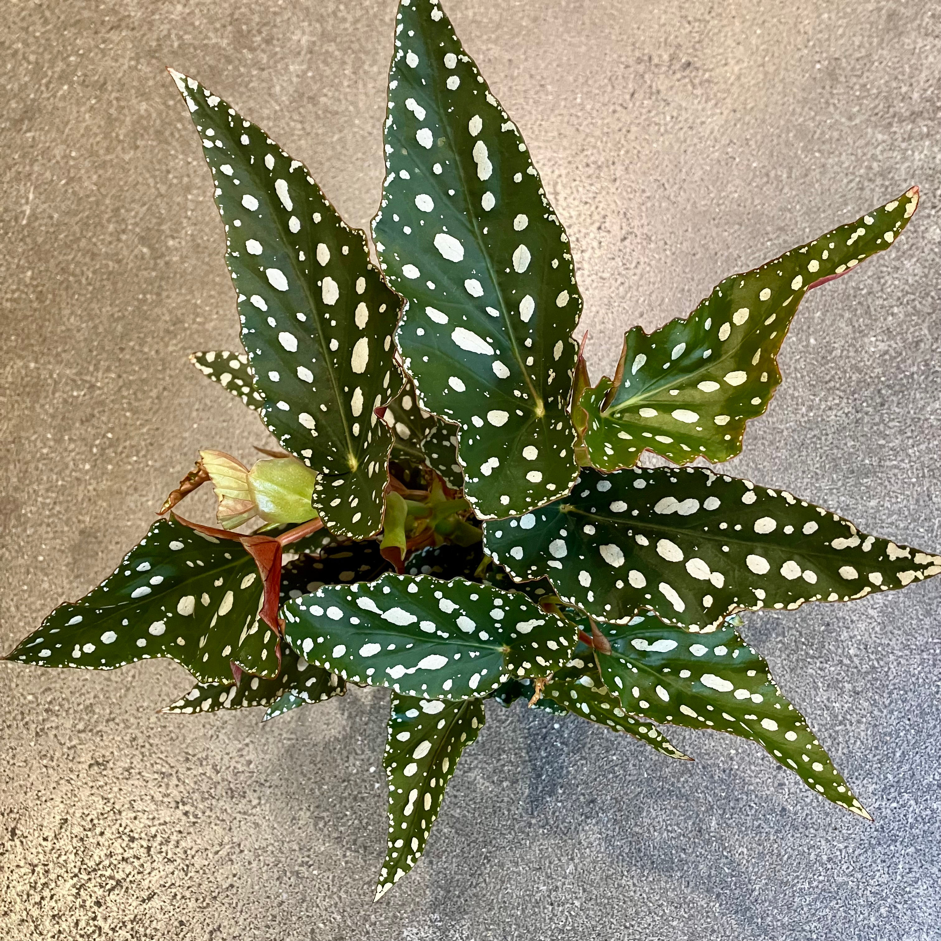 Begonia maculata