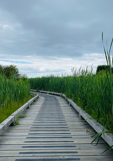 a scenic walk along Boundary Bay beach path