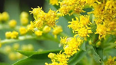 florais Saint Germain_4.jpeg