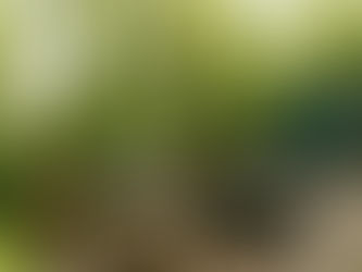 Trex Vs. Wood Decking: Which Is Better for NC Weather?