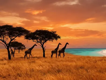 Voyage en Tanzanie et à Zanzibar : le guide complet 2026