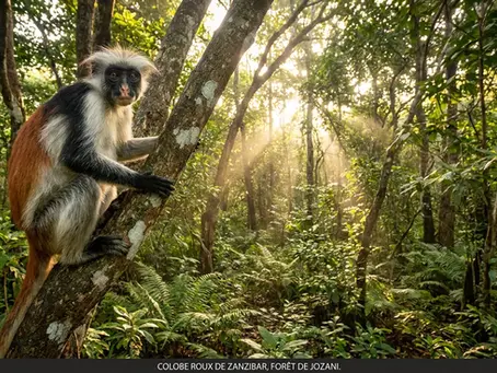 Animaux de Zanzibar : guide complet de la faune à observer