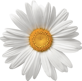 Home | Daisy Nails Beauty