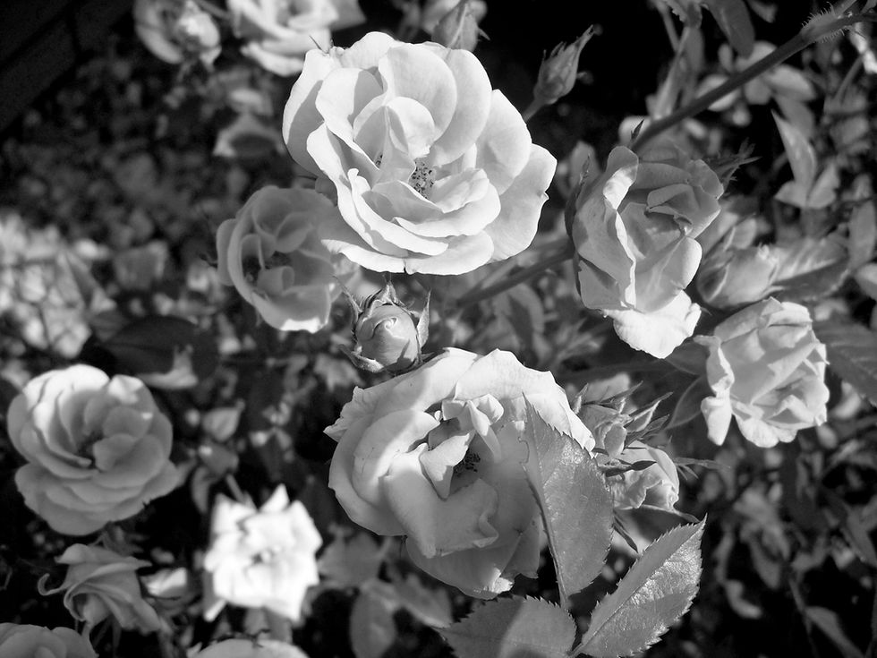 Close Up of Pink Roses_edited.jpg