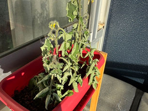 あのヒリヒリ、、、