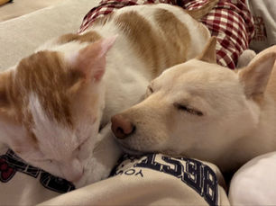 東京ドームでのライブ