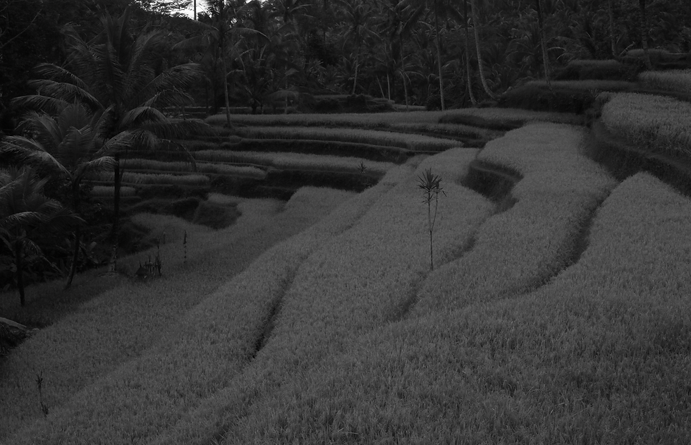 rice field in Bali