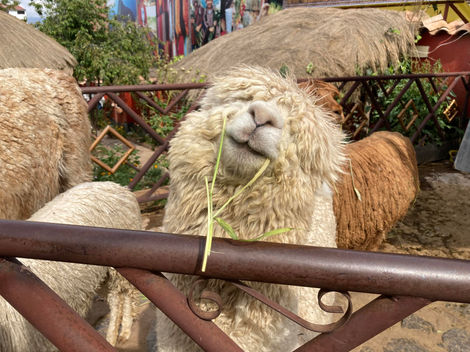 centro textil URPI, chinchero
