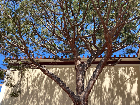 quasi..., getty villa