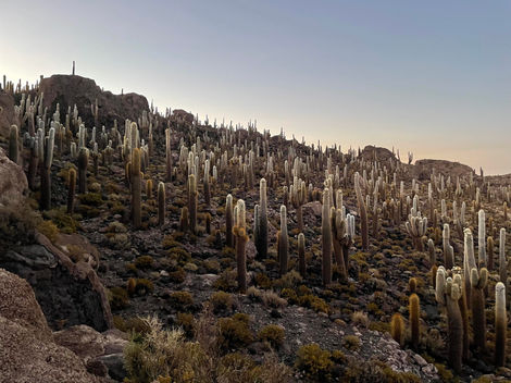 les cactus centenaires de l'isla incahuasi