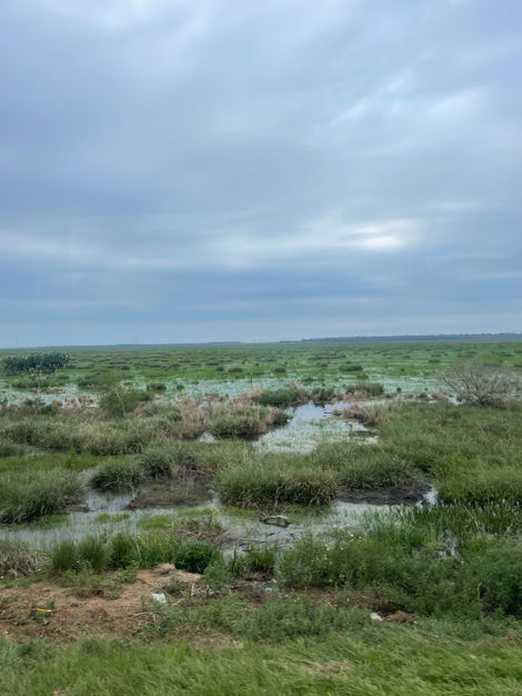 pantano