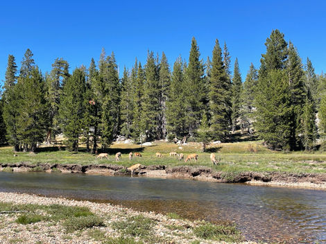 tuolumne meadows, yosemite
