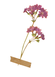 floral element.png