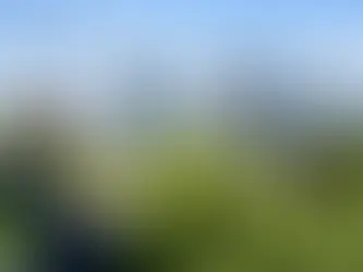 Knotweed survey London price: what you’ll pay