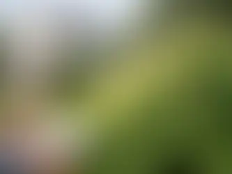 Buying a House With Japanese Knotweed