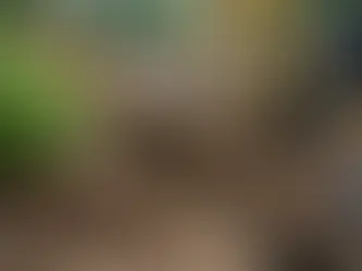 Complete Knotweed Dig-Outs Explained