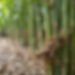 bamboo removal