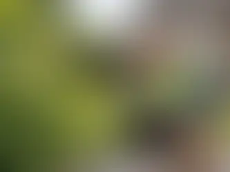 Need a Knotweed Survey for Remortgage?