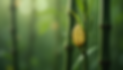 Bamboo survey