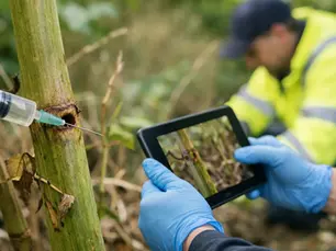 Review knotweed stem injection results UK
