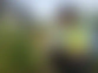 Why a Knotweed Survey Comes First