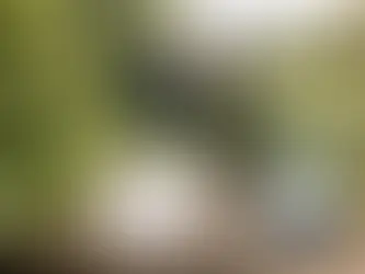 5-Year Japanese Knotweed Treatment Plan Explained