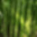 bamboo contamination.jpg