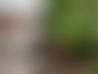 Does Japanese knotweed damage foundations?