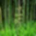 bamboo removal