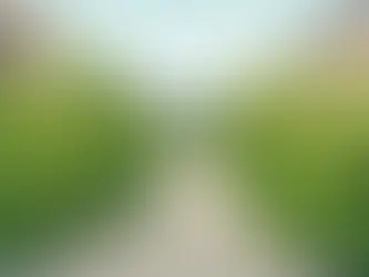 Japanese Knotweed in a Shared Access Path