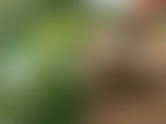 Herbicide or Excavation for Knotweed?