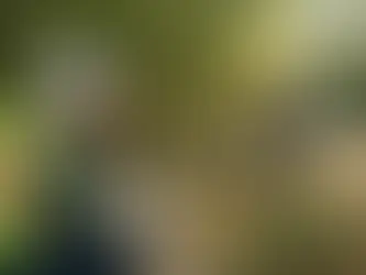 Bamboo Survey and Removal That Stands Up