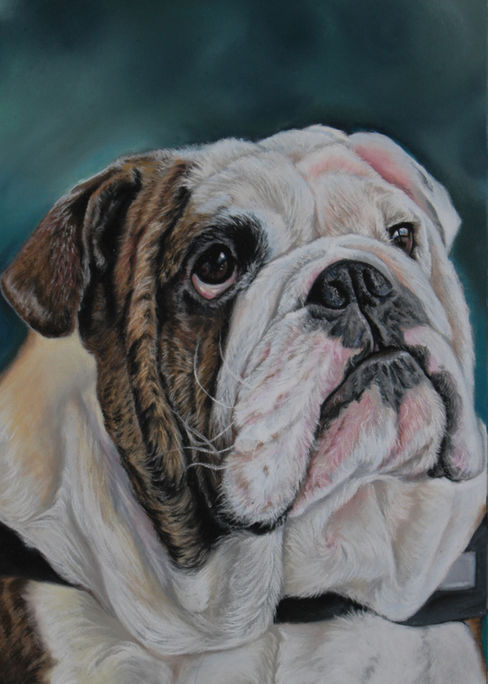 Ollie the American Bulldog Pet Portrait Toronto, Canada