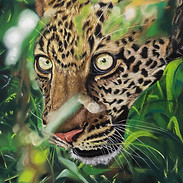 Jaguar stalker.jpeg