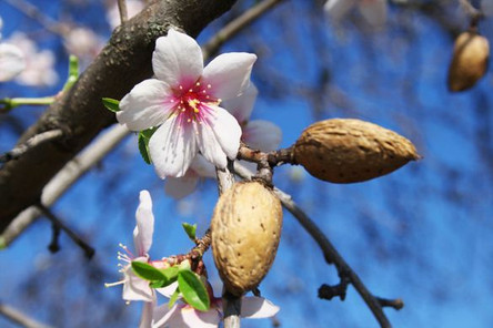 Sweet_almond.jpeg