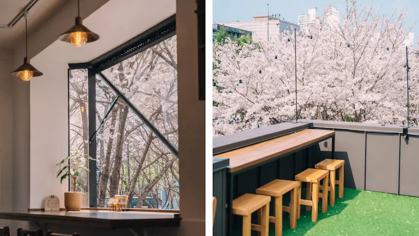 韓國首爾咖啡廳 SUMIF 店內能看見大片的櫻花景色 

